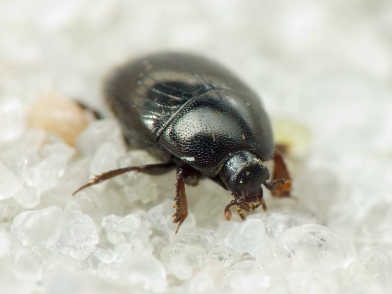 Histeridae Gyllenhal, 1808